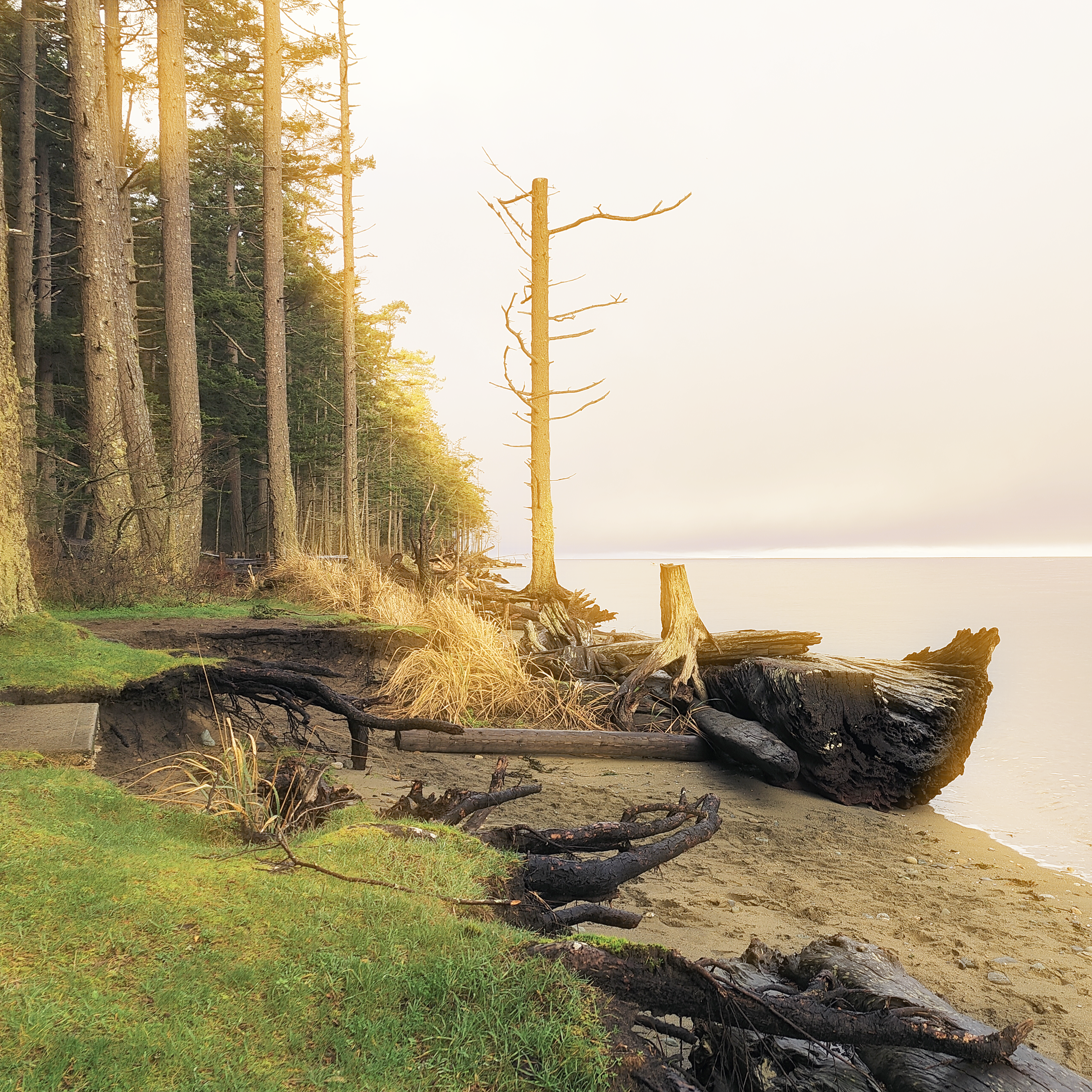 Beach with seagrass picture