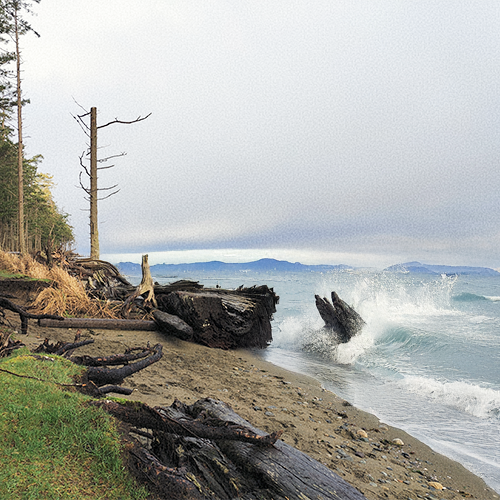 Crashing waves on a seagrass and driftwood laden beach