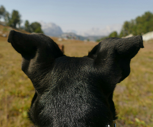 A close 3rd person perspective behind the head of a black dog looking at a mountain valley