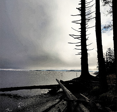 Foggy beach with driftwood