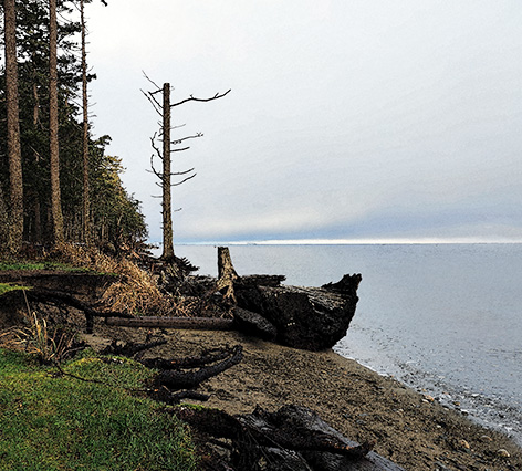 Seagrass shoreline with tall trees