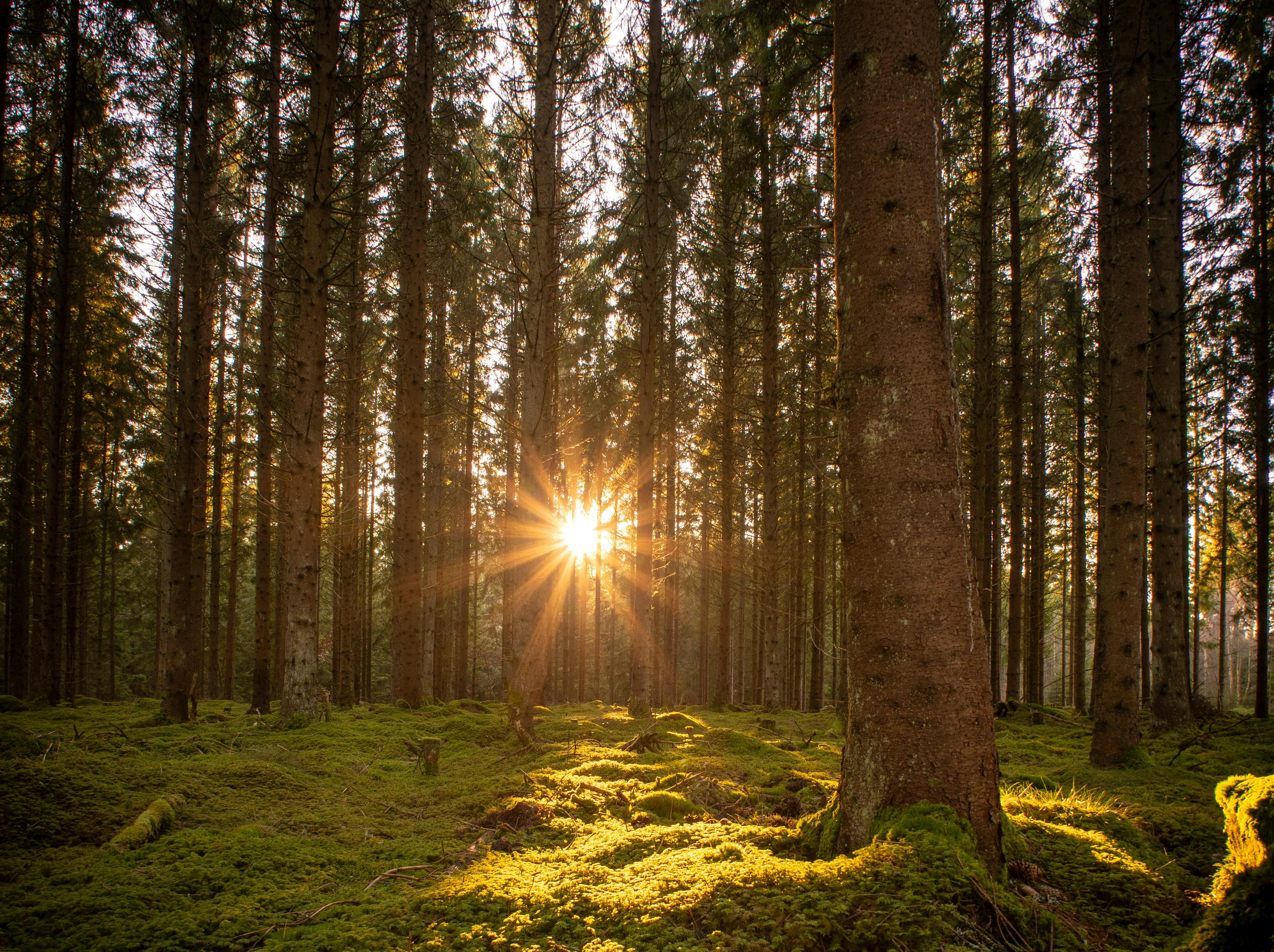 Forest sunlight