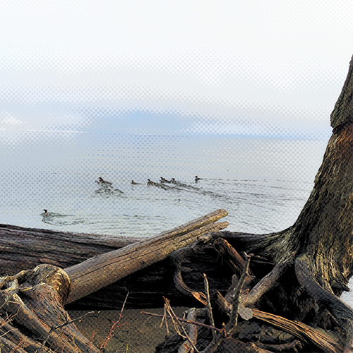 Waterbirds swimming along the beach.