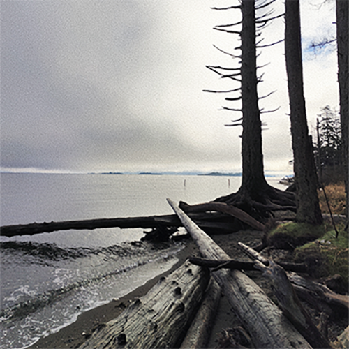 A Foggy cold looking pacfic beach