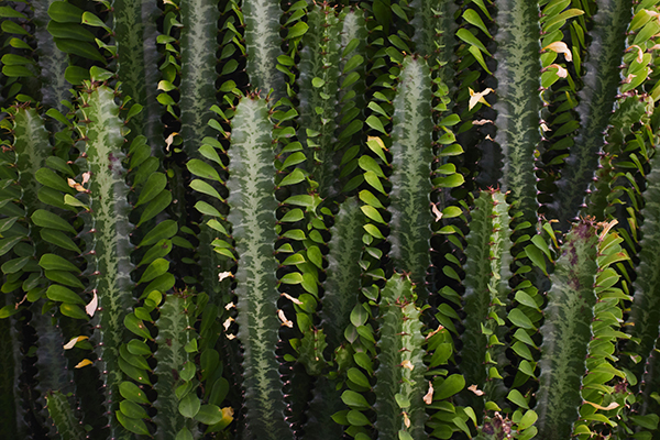 A plant commonly mistaken for a cactus
