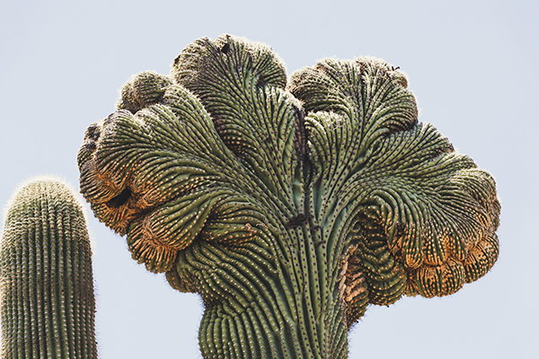 A fan cactus