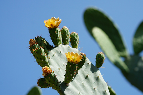 A blooming prickly pear cactus