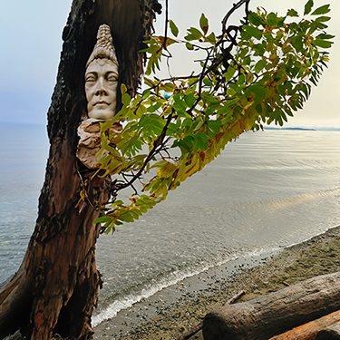 Arbutus tree at the shoreline with a carved face in the trunk