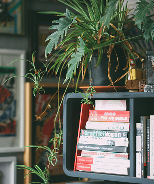 a tropical plant atop a bookshelf in a colorful room