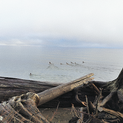 The image is a picture set on a beach with a couple wet logs close to the ocean. On the ocean, there are 7 birds swimming together.