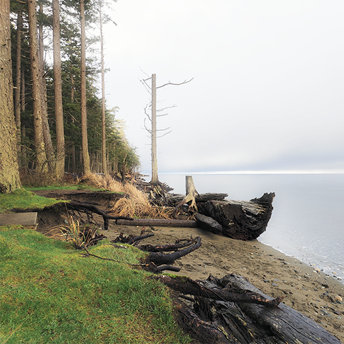The image shows a picture with wet logs close to the ocean on a beach on the right side. On the left side there is grass with many tall skinny trees with sunlight over some of them.