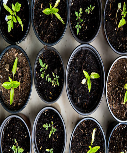 A picture of multiple growing plants in small pots.