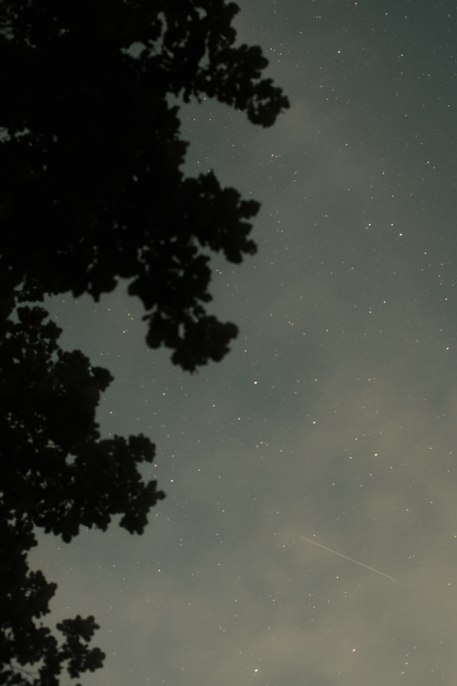 A starry night sky, clear with a meteorite streaking across, occluded partially by a conifer tree, as if sitting on its lowest bough and looking up.
