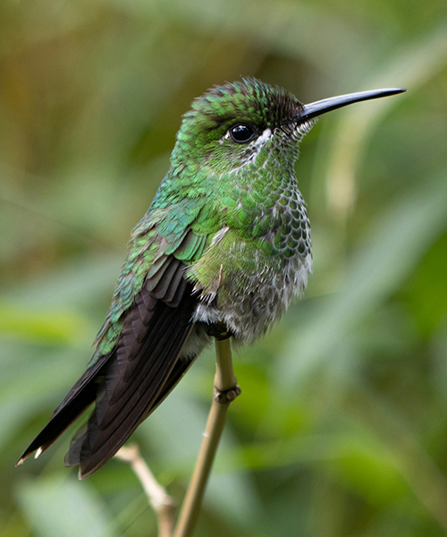 Cute hummingbird on branch