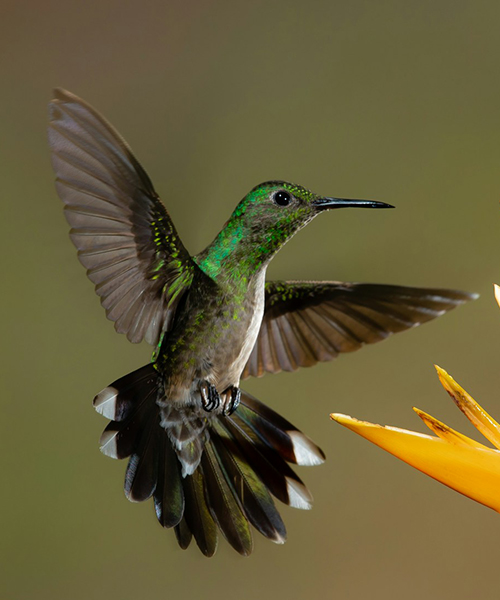 Hummingbird landing