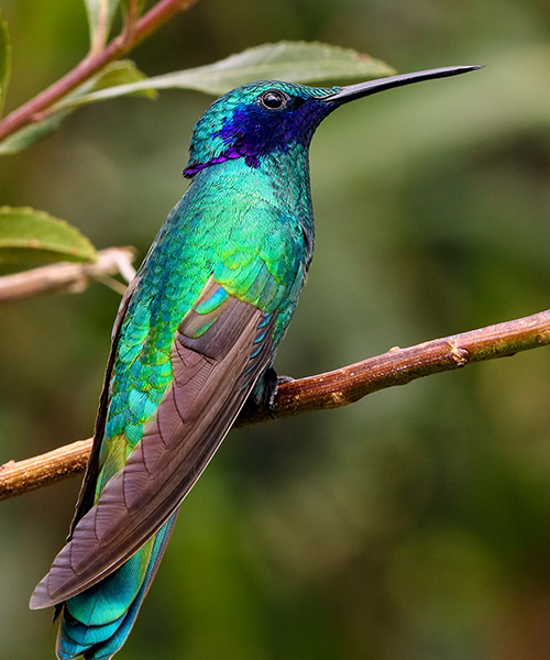 Hummingbird on branch