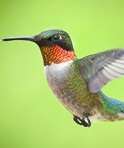 Hummingbird in flight closeup