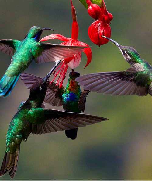 Hummingbird group feeding on nectar