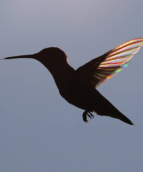 Hummingbird in silhouette