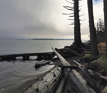 gray seal on the shore