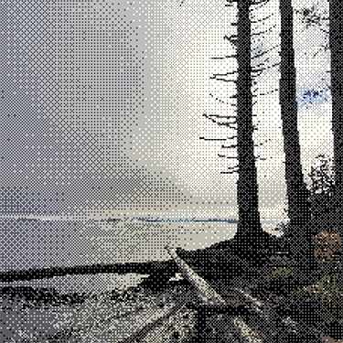 Picture of the sea at the end of the forest. Two trees are lying on the sea.