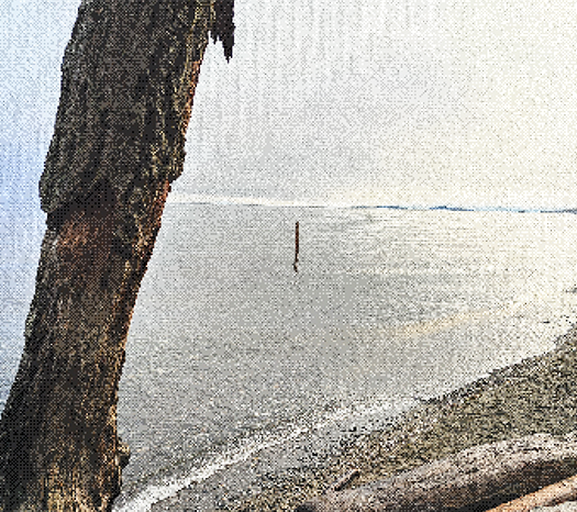Picture of the sandy beach during the day. Seeing the sea from behind the tree.