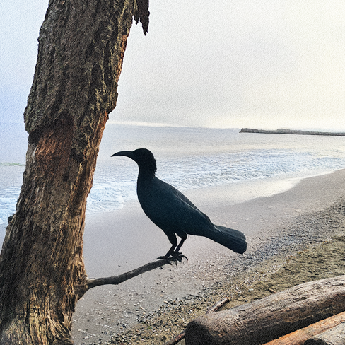 Black bird on a branch at a misty beach.