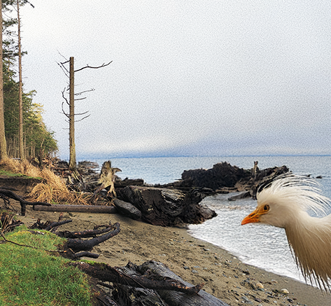 Close-up of a white bird on a driftwood beach.