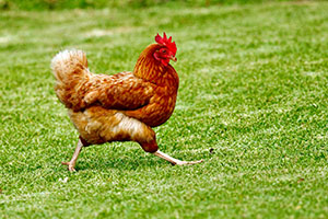 Picture of a cute chicken