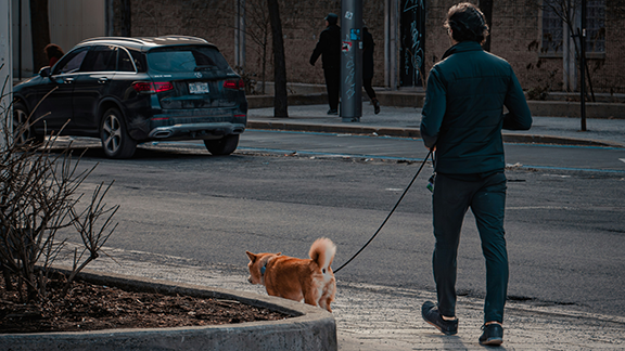 dog walk in city