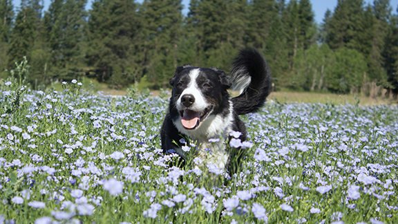 dog in a flower field