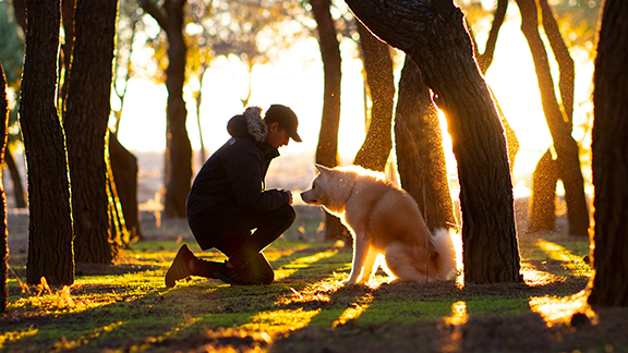 dog making a connection with a person