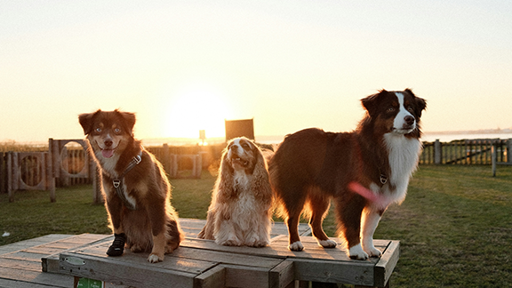 dogs sitting in a park