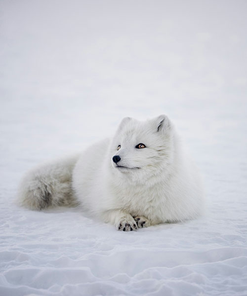Whit Arctic Fox with amber eyes glancing up into the sky from the snow. 