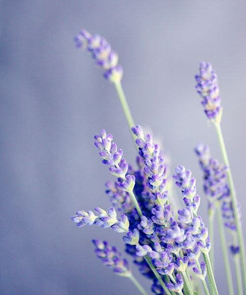 Lavender flowers in front of a blurred lilac-coloured background.