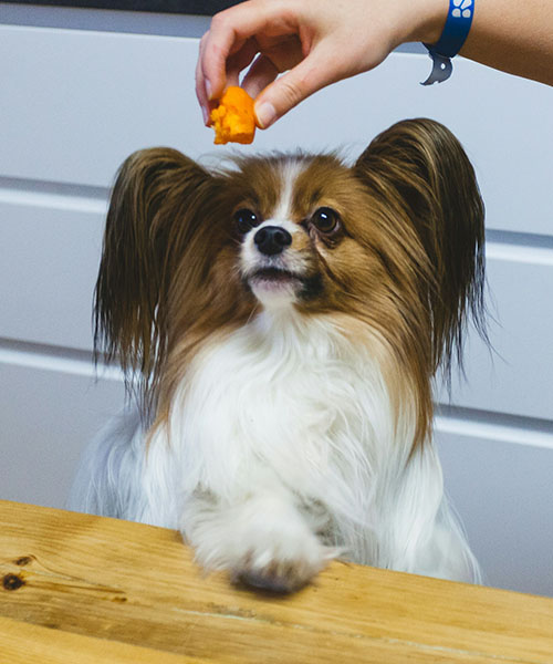 Papillon dog with big ears looks upwards as a piece of orange-coloured food is hanging above from a human hand. 