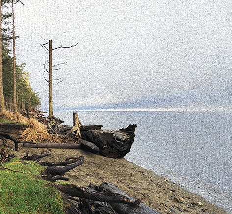 Coastal landscape with fallen tree logs on a rocky beach beside a calm sea.