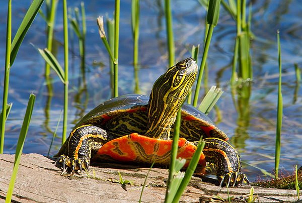 Western Painting Turtle