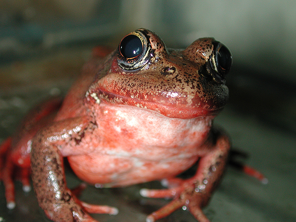Red Legged Frog