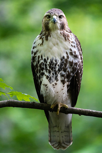 Red-tailed Hawk