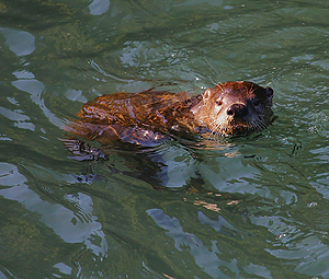 River Otter swimming