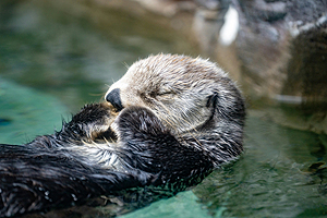 sea otter