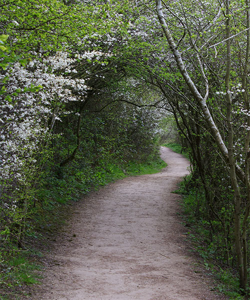 Trail through a forest